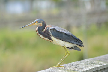 Watchful Tricolored Heron