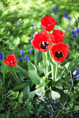 Obraz premium Tulpen