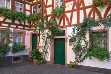 Fototapeta na wymiar Kirschgarten in Mainz