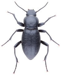 Anatolica subquadrata is a species of darkling beetle in the family Tenebrionidae. Isolated darkling beetle on white background.