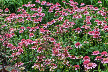 Fototapeta premium Beautiful pink echinacea flowers on a flowerbed in a city park.