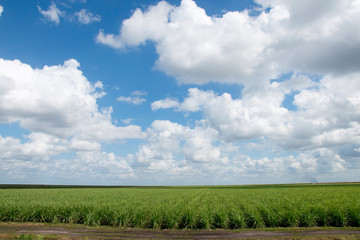 Fototapeta na wymiar Sugarcane Field