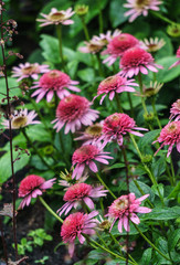 Beautiful pink echinacea flowers on a flowerbed in a city park.