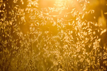 Hay Field Against Bright Sun at Sunset