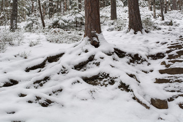 Fototapeta na wymiar road in winter forest