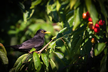 Amsel (Turdus merula) auf einem Ast im Kirschbaum mit Kirschen