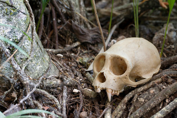 Capuchin Monkey Skull on Rainforest Floor