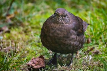 Aufgeplusterte Amsel auf der Wiese