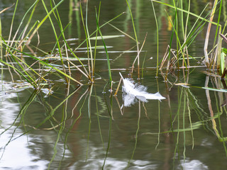 abstract pictures of water grass and bird feather in water, interesting reflections, out of focus