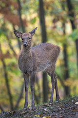 Young Elk in forest