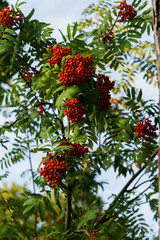 Bunches of red mountain ash on branches. Autumn landscape.