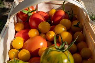 freshly harvested yellow, green, orange tomatoes in a basket