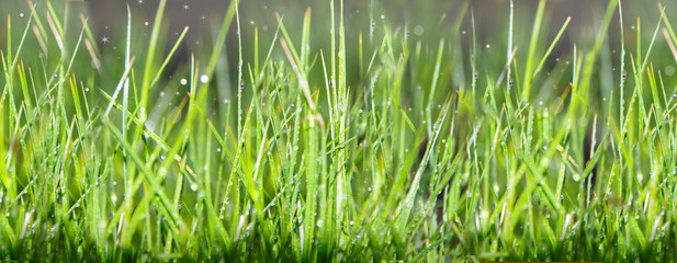 Obraz premium Background from green grass.