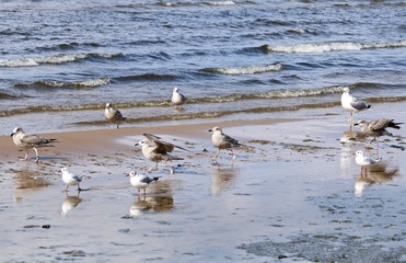 Seagulls on the sandy shore of the bay in sunny weather