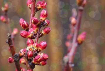 Spring. The buds of the peach tree.