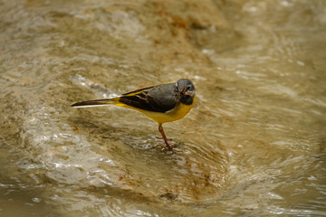 grey wagtail on the Mirna River, Istra, Croatia