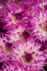 Beautiful flowers of white lilac dahlias on a bush in the garden.