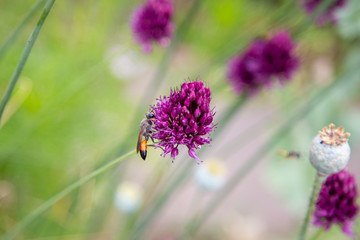 wild bees collect on purple ornamental garlic pollen for honey