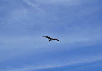 Fototapeta na wymiar Bird in flight - blue sky