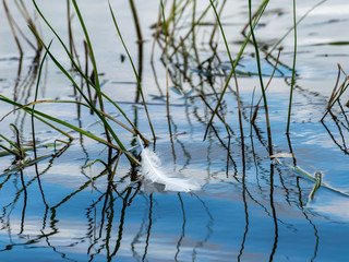 abstract pictures of water grass and bird feather in water, interesting reflections, out of focus