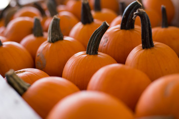 pumpkin, halloween and fall mood background