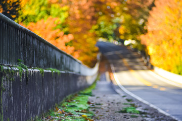 Autumn Scenery Of A Road And Bridge In Gree Moss With Golden Orange And Red Seasonal Foliage In The Background, Washington, United States