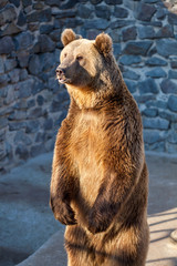 Brown bear at the zoo