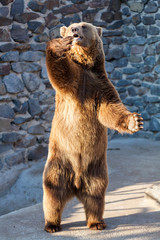 Brown bear at the zoo