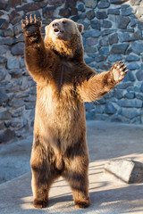 Brown bear at the zoo