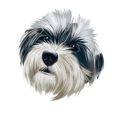 Havanese, Havanese Cuban Bichon, Havaneser dog digital art illustration isolated on white background. Cuba origin bichon type toy companion dog. Pet hand drawn portrait. Graphic clip art design.