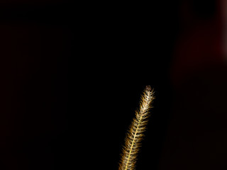 The tick on the dry grass pulls out the front legs waiting for the host. Arachnid suspected of transmitting serious infectious diseases of humans and animals.