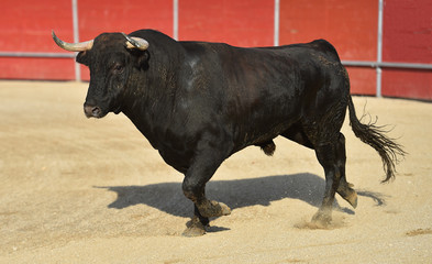 bull in spain with big horns in traditional spectacle on bullring