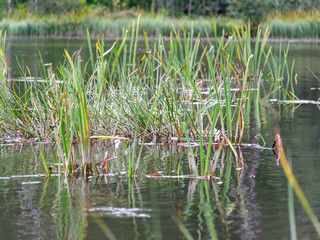 picture with lake and water grass, abstract reflections