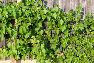 vine plant with blue grapes at wooden facade