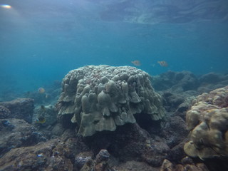 Fototapeta na wymiar Hawaii: bunte Unterwasserwelt