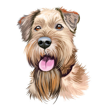 Irish Red Terrier dog, Brocaire Rua digital art illustration isolated on white background. Ireland origin comoanion terrier dog. Pet hand drawn portrait. Graphic clip art design for web print.