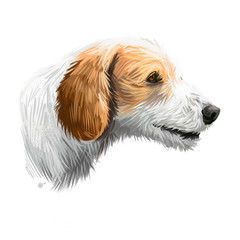 Istrian Coarse-haired Hound, Istrian Rough-coated Hound dog digital art illustration isolated on white background. Croatia origin scenthound dog. Pet hand drawn portrait. Graphic clip art design.