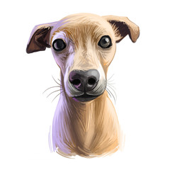 Italian Greyhound, Piccolo levriero italiano dog digital art illustration isolated on white background. Italy origin sighthound dog. Pet hand drawn portrait. Graphic clip art design for web print.