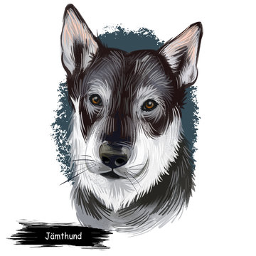 Jamthund Images – Browse 50 Stock Photos, Vectors, and Video | Adobe Stock
