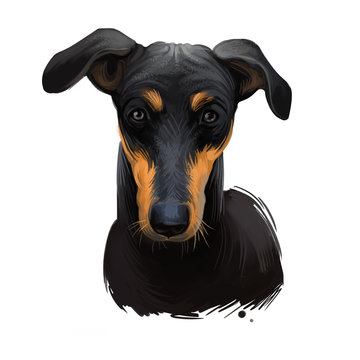 Kanni, Maiden's Beastmaster, Chippiparai dog digital art illustration isolated on white background. South India origin scenthound dog. Pet hand drawn portrait. Graphic clip art design for web print.