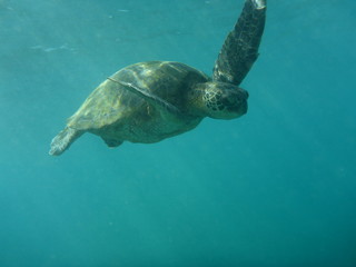 Fototapeta premium Sea turtle swimming in the ocean