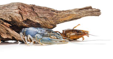 Two river crayfish.