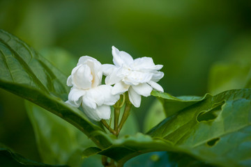 Jasmine Flower
