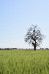 single tree in the field
