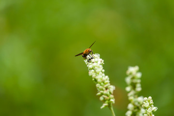 A Vimrul on the Wildflower