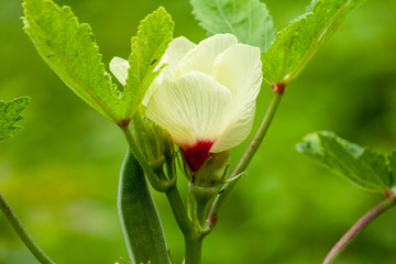 Okra Seeds, Okra Flower