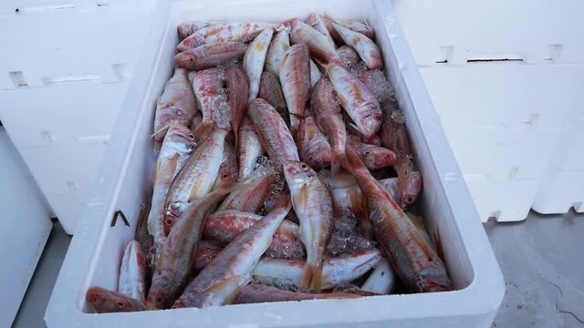 Freshly caught Striped red mullets in a box with ice at the fish market
