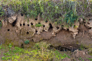 Swallows' or swifts nests on the slope of a sandy riverbank.