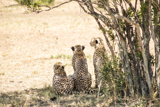 Familia de guepardo en &Aacute;frica