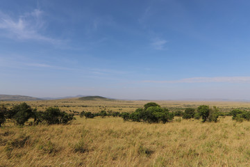 Fototapeta na wymiar Vistas desde el safari en el masai mara